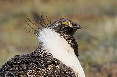 Greater Sage-Grouse